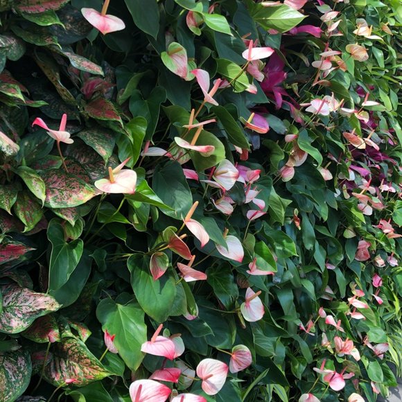 Meet your Posher, Enchanted - Picture 1 of 1